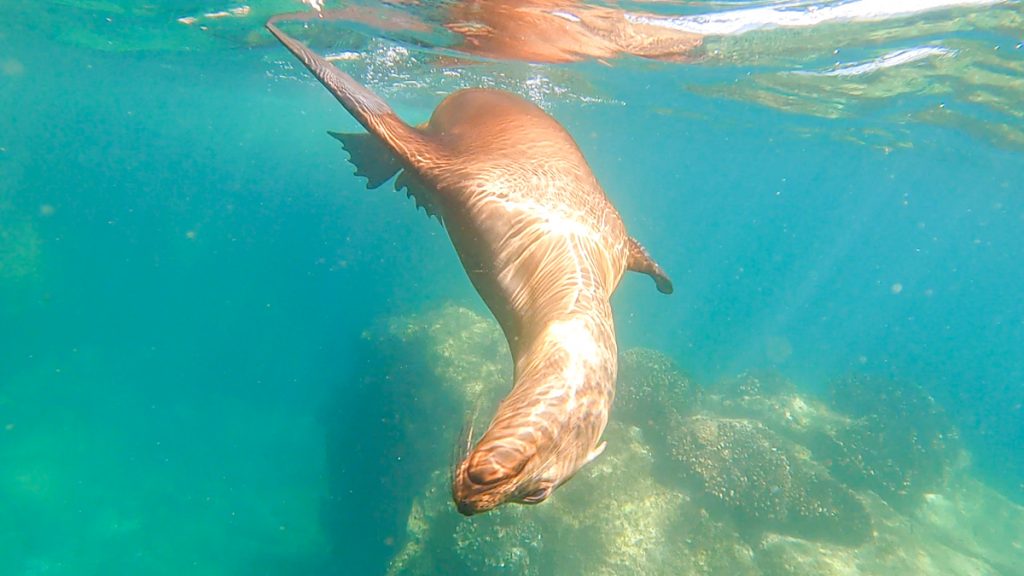 Whale Shark- Sea Lions And Balandra Beach Experience - Coras Tours